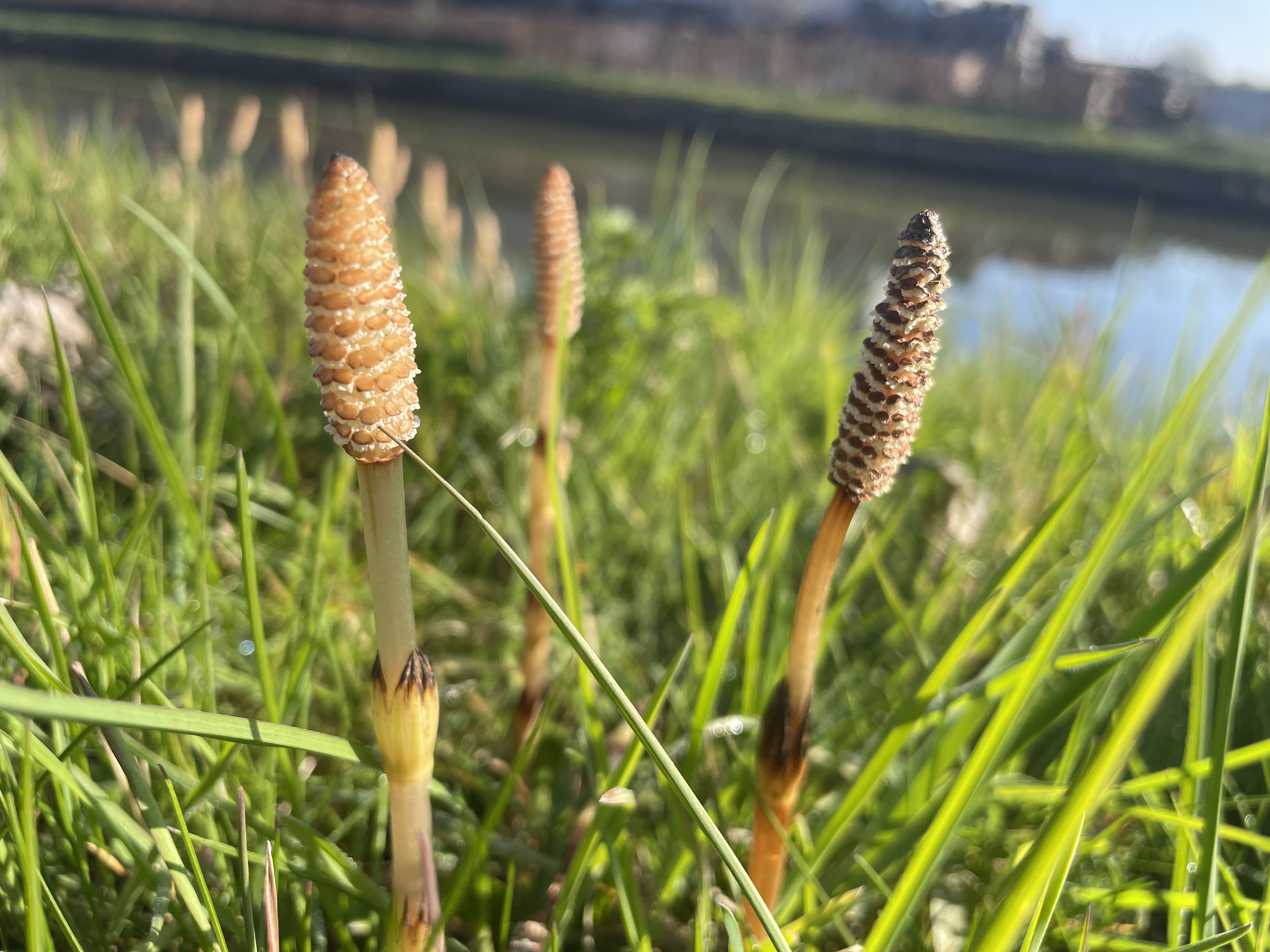 Equisetum